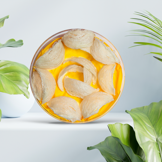 TỔ YẾN RÚT LÔNG KHÔ THƯỢNG HẠNG NESTGIA 